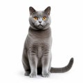 Chartreux Cat On White Background: Dark Azure And Gold Style