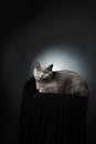 British cat studio portrait