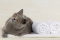 British cat on a towel Royalty Free Stock Photo