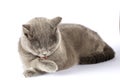 British cat washed closeup on isolation