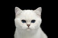 British Cat white color with blue eyes on Isolated Black Background Royalty Free Stock Photo