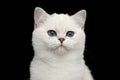 British Cat white color with blue eyes on Isolated Black Background Royalty Free Stock Photo