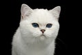 British Cat white color with blue eyes on Isolated Black Background Royalty Free Stock Photo