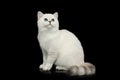 British Cat white color with blue eyes on Isolated Black Background Royalty Free Stock Photo