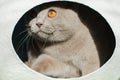 British cat in white sphere house Royalty Free Stock Photo