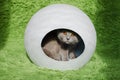 British cat in white sphere house Royalty Free Stock Photo