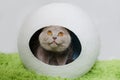 British cat in white sphere house Royalty Free Stock Photo