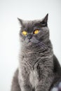 British cat with wide opened orange eyes Royalty Free Stock Photo