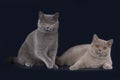 British cats on a black background