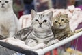 British cats at the show