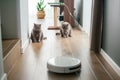 british cats watching the work of the robot vacuum cleaner