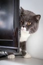 The British catÃ¯Â¼ÅStay behind the TV Royalty Free Stock Photo