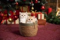 British chinchilla kittens sit in a basket under a Christmas tree with gifts Royalty Free Stock Photo