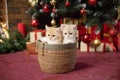 British chinchilla kittens sit in a basket under a Christmas tree with gifts Royalty Free Stock Photo