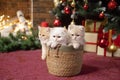 British chinchilla kittens sit in a basket under a Christmas tree Royalty Free Stock Photo