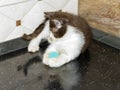 British cinnamon bicolor kitten playing with a ball