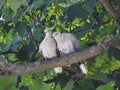 British collard doves love pair in tree pets pet animals wildlife branch Royalty Free Stock Photo