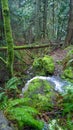 British Columbia,coast,rain Forest,water Fall,pender Island South