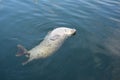 British Columbia Gray Harbour Seal Royalty Free Stock Photo