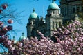 Blooming cherry tree, sakura next to The British Columbia Parliament Building Royalty Free Stock Photo