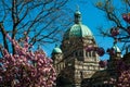 Blooming cherry tree, sakura next to The British Columbia Parliament Building Royalty Free Stock Photo