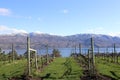 British Columbia, walking thru a vineyard! Royalty Free Stock Photo