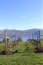 British Columbia, walking thru a vineyard! Royalty Free Stock Photo