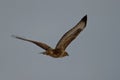 British Common Buzzard bird of prey Royalty Free Stock Photo