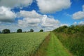 British countryside, walking path and rye field. Royalty Free Stock Photo