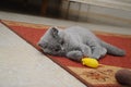 British cute adorable kitten is playing with small yellow mouse