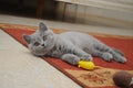 British cute adorable kitten is playing with small yellow mouse Royalty Free Stock Photo