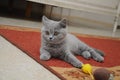 British cute adorable kitten is playing with small yellow mouse Royalty Free Stock Photo