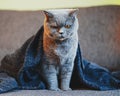 British cute cat after sleeping under blanket on the couch