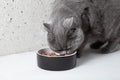 A British fluffy cat eats food from a bowl. Dietary nutrition of cats. Pet care