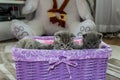 British fluffy kittens sitting in the basket