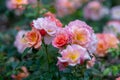 British garden with blossom of pink roses