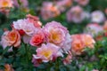 British garden with blossom of pink roses in summertime