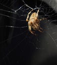 British garden spider on web