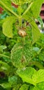British Garden Spider, On wild mint in a garden