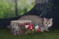 British gold cat playing on the edge of a summer day