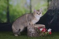 British gold cat playing on the edge of a summer day