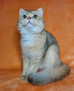 british golden cat with green eyes looking up