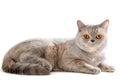 British golden cat with orange eyes isolated on a white background