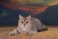 British golden cat walking in the desert