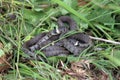 British grass snakes Royalty Free Stock Photo