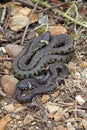 British grass snakes Royalty Free Stock Photo