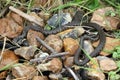 British grass snakes Royalty Free Stock Photo
