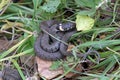 British grass snakes Royalty Free Stock Photo