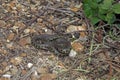 British grass snakes Royalty Free Stock Photo