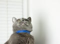 British gray cat in a collar